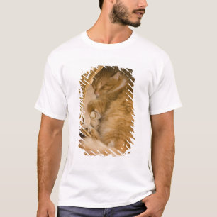 Orangene getigerte Katze schläft in einem Wäscheko T-Shirt
