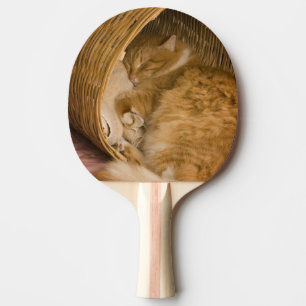 Orangene getigerte Katze schläft in einem Wäscheko Tischtennis Schläger