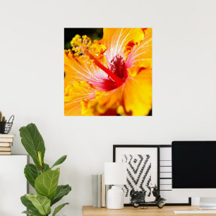 Orangene Hibiskusblume Seitenansicht Poster