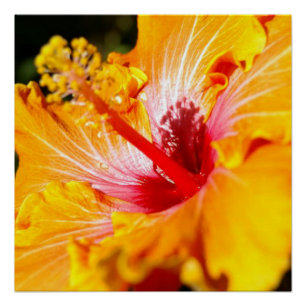 Orangene Hibiskusblüte Seitenansicht Glänzend Poster