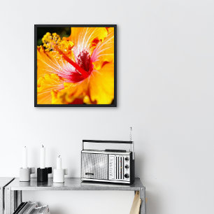Orangene Hibiskusblüte Seitenansicht Klein Poster