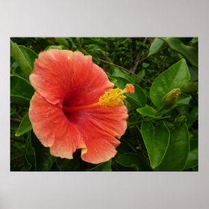 Orangene Hibiskusblüte Tropische Blüten Poster
