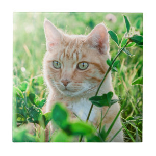 Orangene Katze mit grünen Augen im Gras Fliese