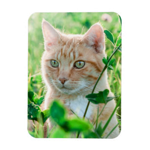 Orangene Katze mit grünen Augen im Gras Magnet