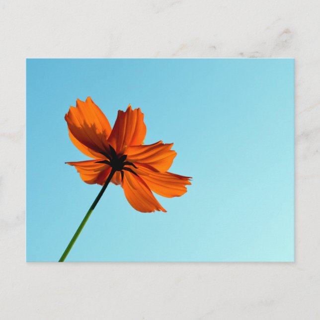 Orangene Kosmosblüte  Postkarte (Vorderseite)