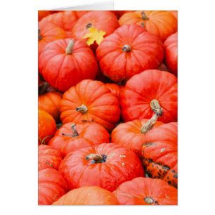 Orangene Kürbisse auf dem Markt, Deutschland