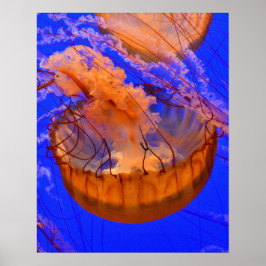 Orangene Quallen-Wandkunst | Ozean-Meeresleben-Dru Poster