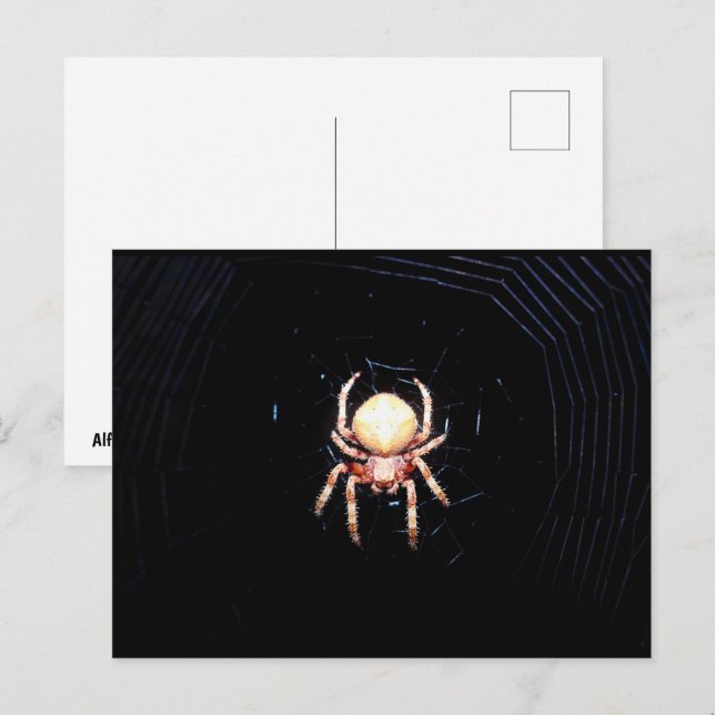 Orangene Radnetzspinne Postkarte (Vorne/Hinten)