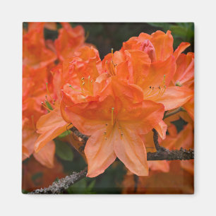 Orangene Rhododendron-Blüten-Magnet Magnet