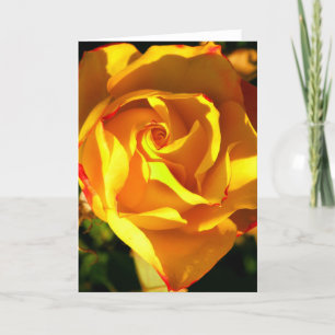 Orangene Rose Feiertagskarte