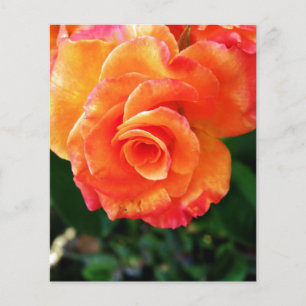 Orangene Rose Flyer