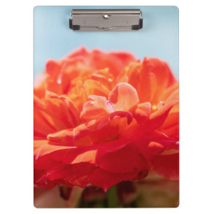 Orangene Rose Klemmbrett