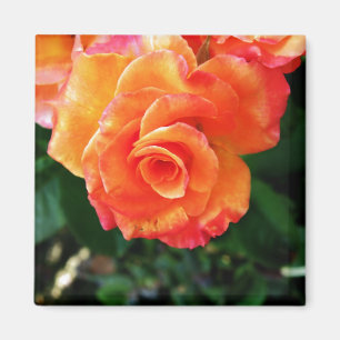 Orangene Rose Magnet