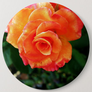 Orangene Rosenblüte Button