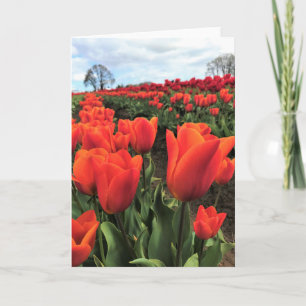 Orangene Tulpen auf einem Feld, Oregon Karte