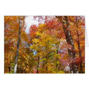 Orangene und gelbe Herbstbäume Herbstfotografie