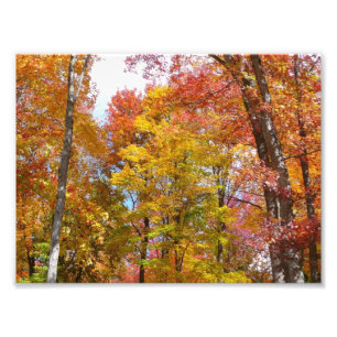 Orangene und gelbe Herbstbäume Herbstfotografie Fotodruck