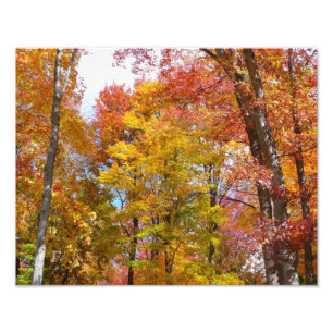 Orangene und gelbe Herbstbäume Herbstfotografie Fotodruck