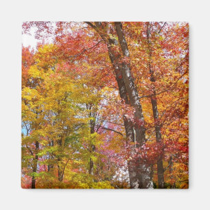 Orangene und gelbe Herbstbäume Herbstfotografie Magnet