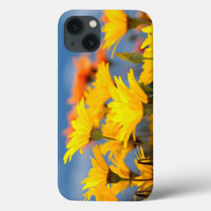 Orangene und gelbe Namaqualand Gänseblümchen Case-Mate iPhone Hülle