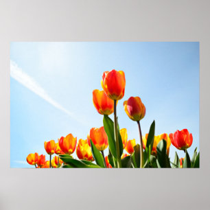 Orangene und rote Tulpen von unten Poster