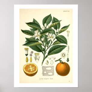 Orangener Botanischer Druck Poster