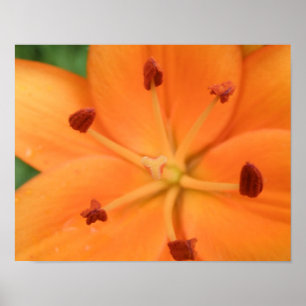 Orangener Lilien-Blumenprint Poster