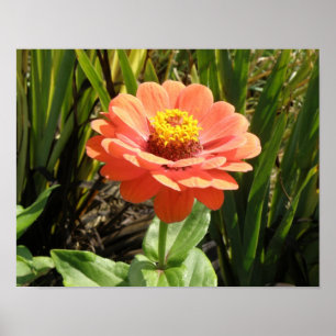 Orangener Zinnien-Blumenprint Poster