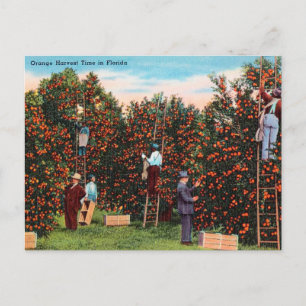 Orangenernte im Vintage-Stil in Florida Reise Postkarte