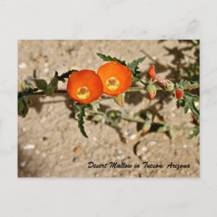 Orangenfarbene Wüstenmalve in Tucson, Arizona Postkarte