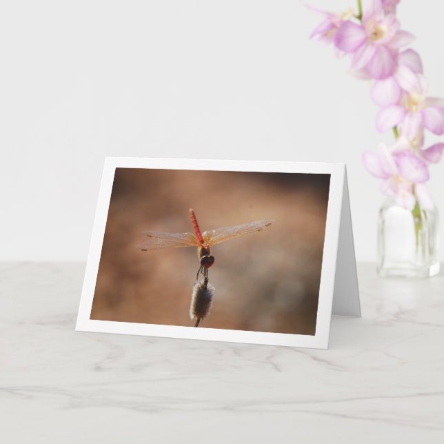 Orangenflügge Karte (Orchidee)