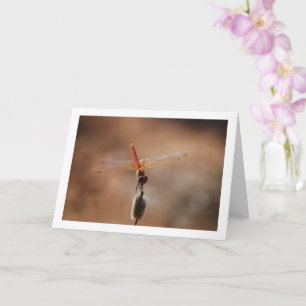 Orangenflügge Karte