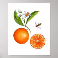 Orangenfrucht-Botanisches Poster