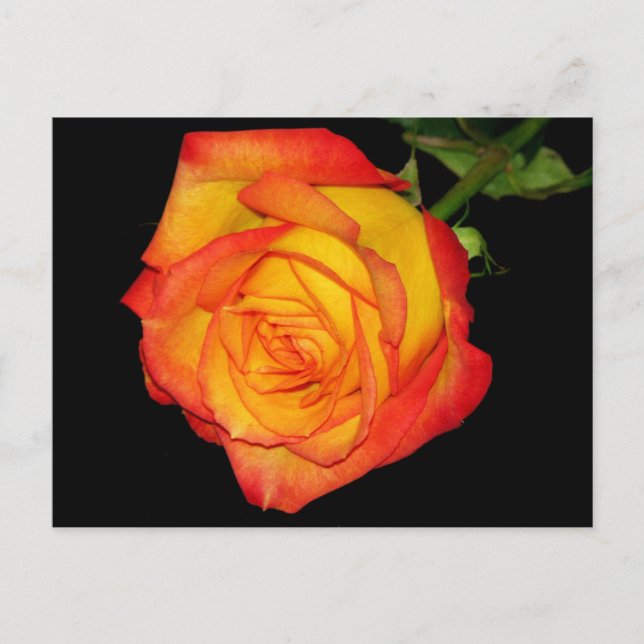 Orangengelbe Rose Postkarte (Vorderseite)