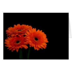 Orangengerberas2