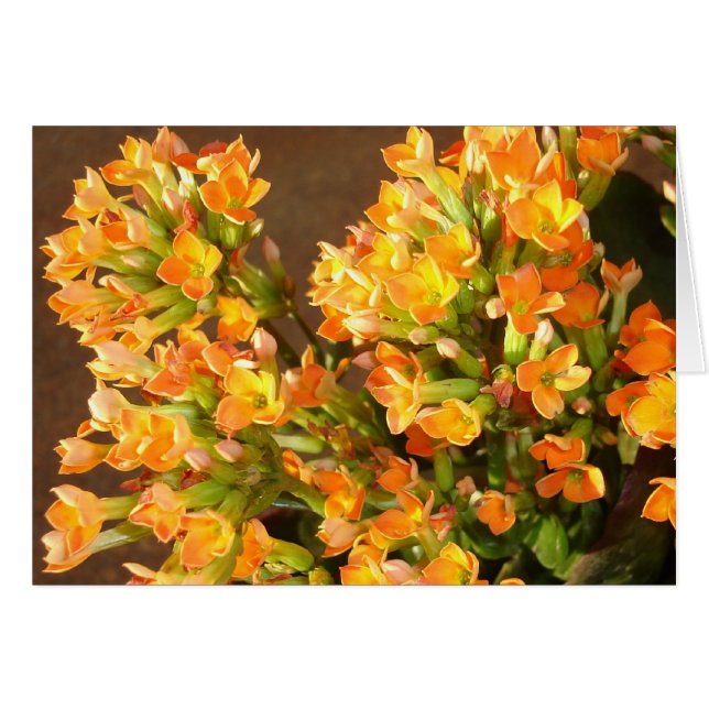 Orangengruppen 2 (Vorderseite (Horizontal))