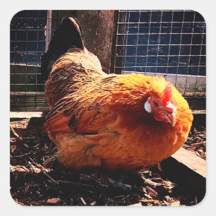 Orangenhahn Quadratischer Aufkleber