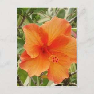 Orangenhawaii-Hibiskus-Pflanze Postkarte