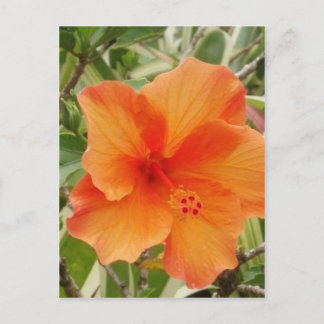 Orangenhawaii-Hibiskus-Pflanze Postkarte