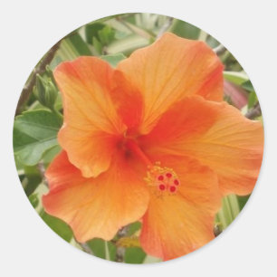 Orangenhawaii-Hibiskus-Pflanze Runder Aufkleber