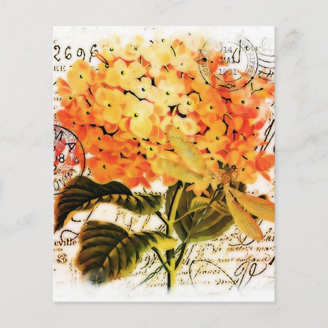 Orangenhydrangea (Vorderseite)