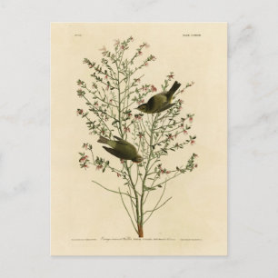 Orangenkrönter Warbler, Audubons Vögel von Amerika Postkarte