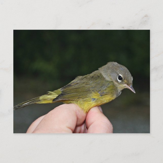 Orangenkrönter Warbler in Hand Postkarte (Vorderseite)