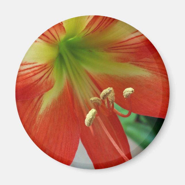 Orangenlilie Magnet (Vorne)