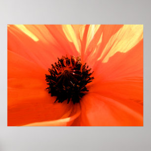 Orangenmohn Poster