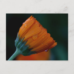 Orangenmuschel Postkarte