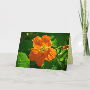 Orangennasturtium Karte