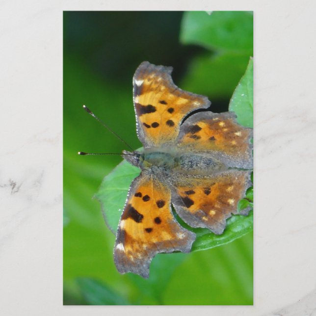 Orangenschmetterling Briefpapier (Vorderseite)