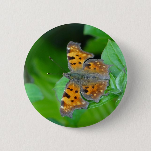 Orangenschmetterling Button (Vorderseite)