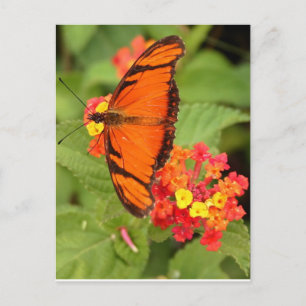 Orangenschmetterling Postkarte